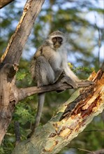 Southern vervet monkey (Chlorocebus pygerythrus) sitting on a branch in the morning light, Kruger