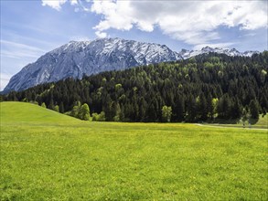 Meadow at the edge of the forest, behind the Grimming, Salzkammergut cycle path, near Bad