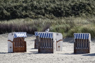 Four beach chairs on a sandy beach, a bird sits on one, dunes in the background, Spiekeroog,