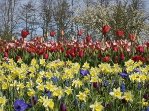 Colourful flower bed with red tulips and yellow daffodils in the garden, many colourful blooming