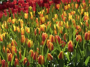 A lush flower bed full of red and yellow tulips in full bloom outdoors, many colourful, blooming