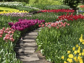 An idyllic garden path lined with colourful tulips, hyacinths and daffodils in a beautiful spring