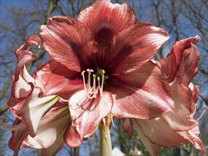 Red amaryllis blossom in close-up in front of a clear blue sky, many colourful, blooming tulips in
