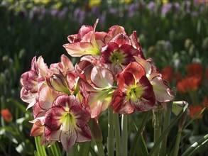 A bouquet of red and white flowers in a green park, illuminated by sunlight, many colourful,