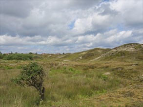 Hilly, grassy landscape with a small tree under a cloudy sky, Baltrum Germany