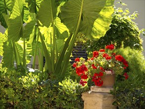 A sunny garden with a flowerpot full of red flowers surrounded by green plants, palma de mallorca