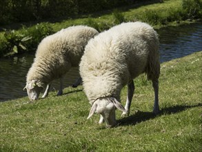 Two sheep grazing on green grass in an idyllic landscape, Enkhuizen, Nirderlande