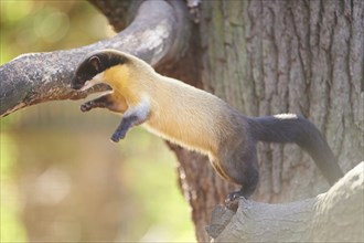 Close-up of a yellow-throated marten (Martes flavigula) in autumn