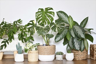 Urban jungle. Different tropical houseplants like Monstera Thai Constellation or Chinese Evergreen