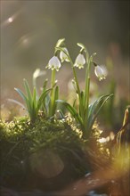 Close-up of spring snowflake (Leucojum vernum) blooming in spring, Bavaria, Germany, Europe