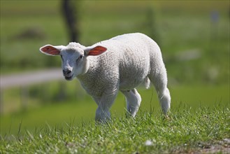 Domestic sheep (Ovis gmelini aries), lamb running dyke, animal child, Elbmarschen,