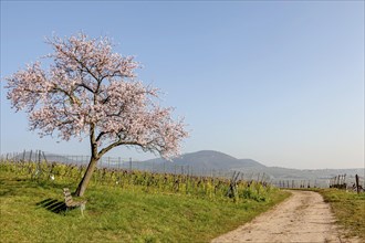 Blossoming almond tree, almond tree blossom, Birkweiler, German or Southern Wine Route, Southern