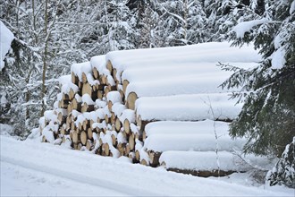 Close-up of cutten Norway spruce (Picea abies) tree trunks in a forest in winter, Bavaria, Germany,