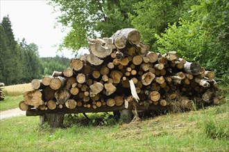 Landscape of logs lying beside a forest in early summer, Bavaria, Germany, Europe