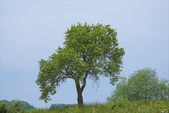 Landscape of a zwetschge (Prunus domestica subsp. domestica) tree in early summer, Bavaria,