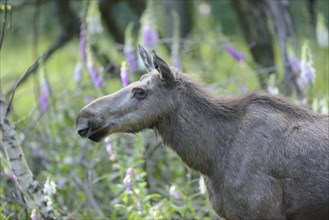 Close-up of a Eurasian elk (Alces alces) in a forest in early summer, Bavarian Forest National