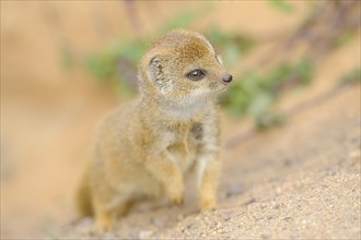 Close-up of a yellow mongoose (Cynictis penicillata) youngster in spring