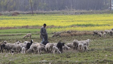 Shepherd herding sheep in a green countryside field