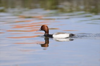 Close-up of a Common Pochard (Aythya ferina) swimming in the water in spring