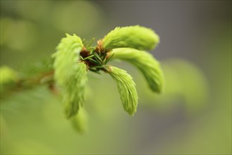 Close-up of a Norway spruce (Picea abies) shoots in a forest in spring