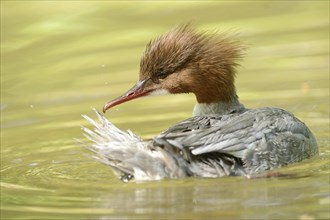 Close-up of a common merganser goosander (Mergus merganser) swimming in the water in spring