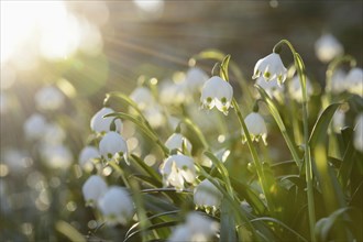 Spring Snowflake (Leucojum vernum) blossoms in a forest on a sunny evening in spring