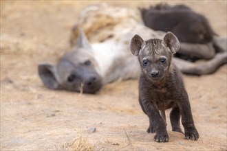 Spotted hyenas (Crocuta crocuta), adult female and male young, lying down, suckling their young,