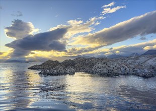 Rocky island with bird colony, imperial shag (Phalacrocorax atriceps) at sunset, dramatic clouds,