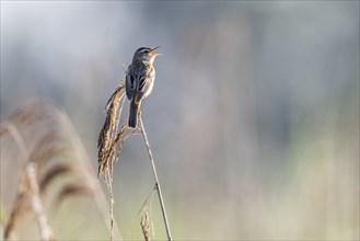 Sedge warbler (Acrocephalus schoenobaenus), Lower Saxony, Germany, Europe