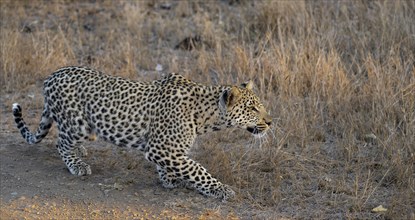 Leopard (Panthera pardus), adult, sneaking up on prey, hunting, in the evening light, Kruger