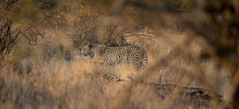 Leopard (Panthera pardus) running through dry grass, adult, in the evening light, Kruger National