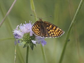 Queen of Spain fritillary (Issoria lathonia) in a meadow clover, near St. Andrae-Hoech, Sausal,