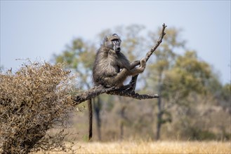 Chacma baboon (Papio ursinus) sitting on a branch, Kruger National Park, South Africa, Africa