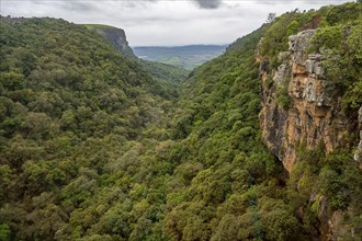 View of the Graskop Gorge with dense forest from the plateau, Graskop, Mpumalanga, South Africa,