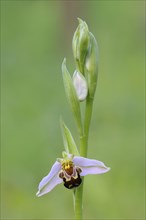 Bee orchid (Ophrys apivera), close-up of the flower tendril, macro, nature photography, Mackenberg