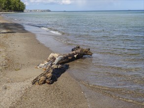 Driftwood lies on a sandy beach, the calm sea laps gently against the shore under a partly cloudy