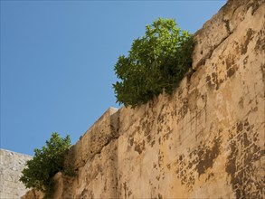 Dilapidated stone wall with plants growing through the cracks, under a clear sky, the town of mdina