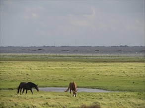 Two horses on a green meadow, in the background the sea and a cloudy sky, Spiekeroog, Germany,