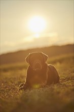 Close-up of a Labrador Retriever on a meadow in late summer