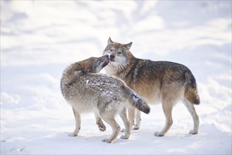 Pack of Eurasian wolfs (Canis lupus lupus) in a snowy winter day, Bavarian Forest National Park,