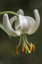 Martagon lily (Lilium martagon), Emsland, Lower Saxony, Germany, Europe