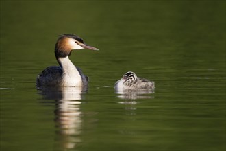 Great crested grebe (Podiceps scalloped ribbonfish) and chicks swimming together on calm water,