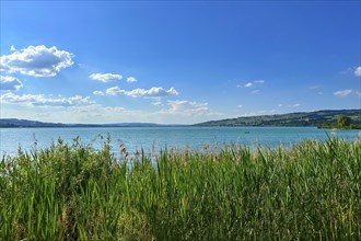View over the reeds to a wide lake with clear blue sky and few clouds, summer mood, Sempach,