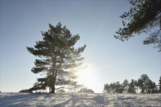 Landscape of a Scots pine (Pinus sylvestris L.) on a sunny day in winter, Bavaria, Germany, Europe
