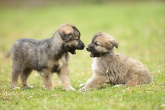 Close-up of two mixed breed dog puppies in a garden in spring