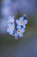 Close-up of wood forget-me-not (Myosotis sylvatica) blossoms in early summer