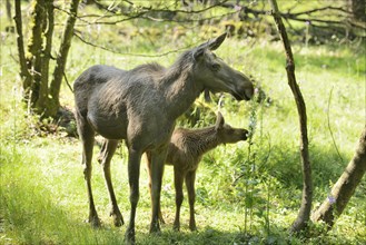 Close-up of a Eurasian elk (Alces alces) mother with her youngster in a forest in early summer,