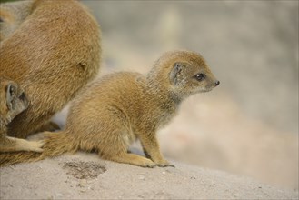 Close-up of a yellow mongoose (Cynictis penicillata) youngster in spring