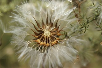 Macro photograph of the seeds of a medicinal dandelion plant, Taraxacum officinale, in nature