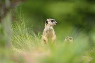 Close-up of a meerkat or suricate (Suricata suricatta) standing on the ground in spring
